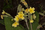 Cowslip primrose